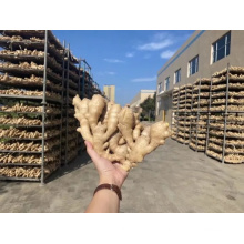 Good Quality Chinese Dried Ginger to Singapore Market